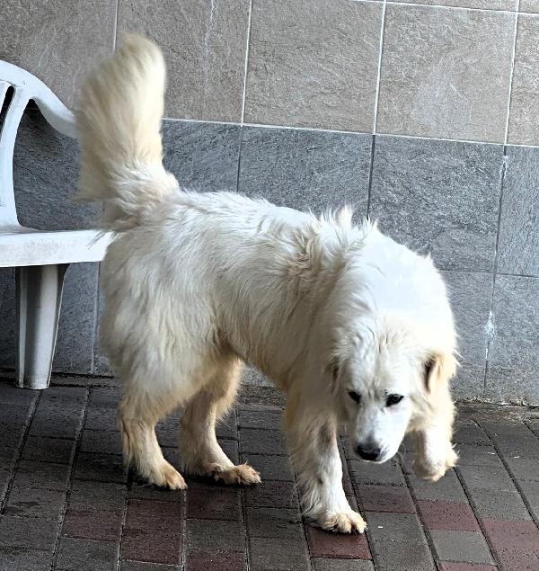 CHIARA MAREMMANA Foto 9